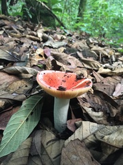 Russula mexicana