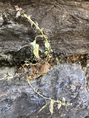 Parietaria pensylvanica