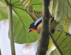 Orange-Throated Tanager photo 4