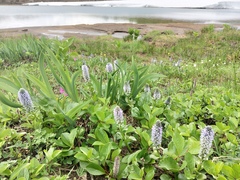 Lagotis glauca