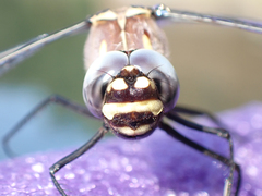 Macromia magnifica