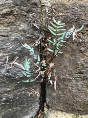 Pellaea atropurpurea