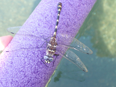 Macromia magnifica