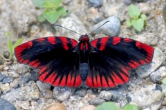 Haemactis sanguinalis