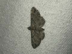 Gymnoscelis rufifasciata