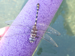 Macromia magnifica