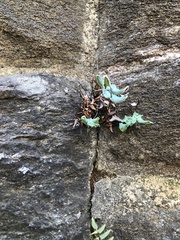 Pellaea atropurpurea