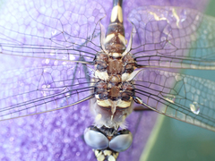 Macromia magnifica