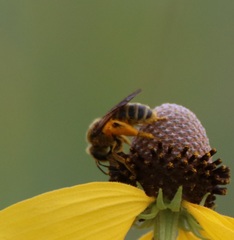 Andrena rudbeckiae