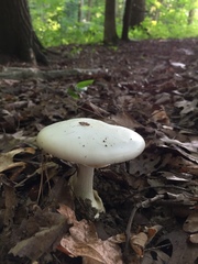 Amanita magnivelaris
