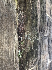 Pellaea atropurpurea