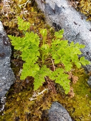 Cryptogramma sitchensis