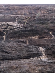 Pellaea atropurpurea