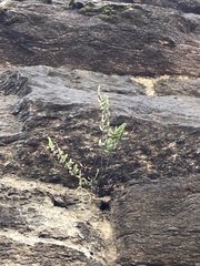 Pellaea atropurpurea