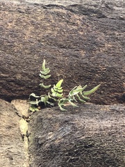 Pellaea atropurpurea