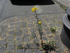 Jacobaea vulgaris