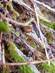 Monilinia