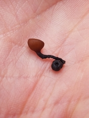 Monilinia