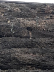 Pellaea atropurpurea