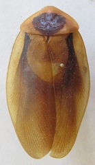 Blaberus discoidalis