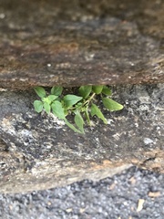 Parietaria pensylvanica