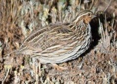 Coturnix pectoralis