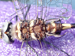 Macromia magnifica