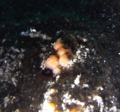 Distaplia occidentalis