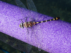 Macromia magnifica