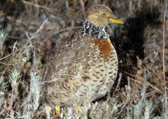 Pedionomus torquatus