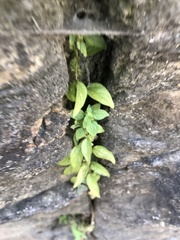 Parietaria pensylvanica