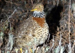 Pedionomus torquatus