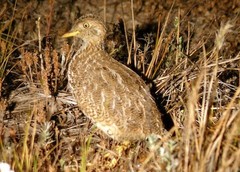 Pedionomus torquatus