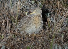 Pedionomus torquatus