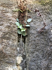 Pellaea atropurpurea