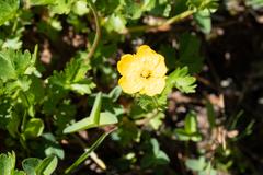 Potentilla flabellifolia