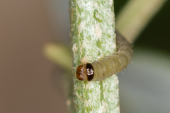 Scrobipalpa