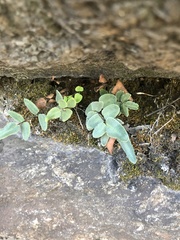 Pellaea atropurpurea