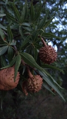 Aesculus glabra arguta