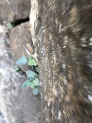 Pellaea atropurpurea