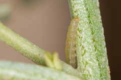 Scrobipalpa