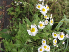 Erigeron annuus
