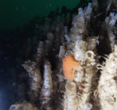 Distaplia occidentalis