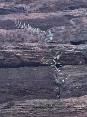 Pellaea atropurpurea