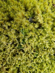Racomitrium canescens