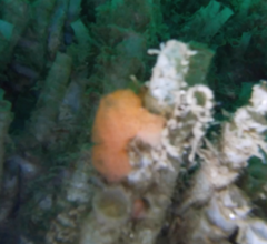 Distaplia occidentalis