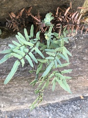 Pellaea atropurpurea