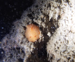 Thordisa bimaculata