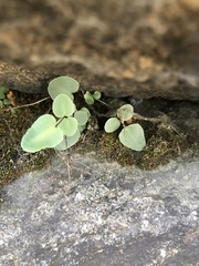 Pellaea atropurpurea