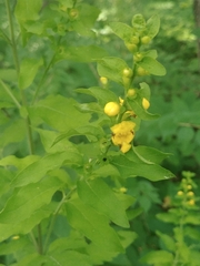 Dasistoma macrophylla
